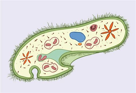 Paramecium! Ein winziges Wesen, das die Kunst der Fortbewegung durch Wimpern perfekt beherrscht und gleichzeitig mit zwei Kernen ausgestattet ist