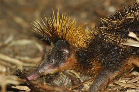  Tenrec! Entdecke die faszinierenden Besonderheiten dieses stacheligen Säugetiers im Herzen Madagaskars!