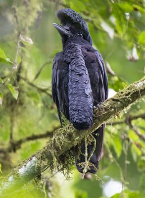  Umbrellabird: Kann ein Vogel mit einem Regenschirm wirklich die Sonne fernhalten?