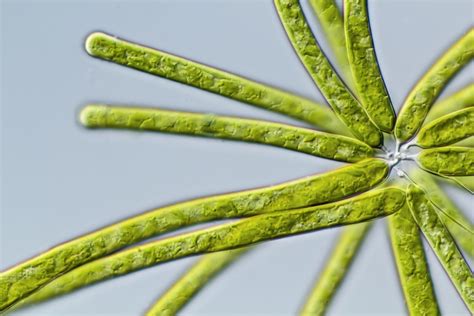  Yellow-Green Algae: Werde zum Meister der Photosynthese mit diesem faszinierenden einzelligen Algenkönig!