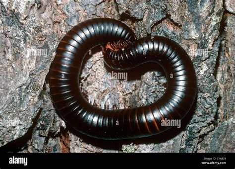  Archispirostreptus gigas: Ein lebendes Juwel mit Tausend Beinen und exotischer Schönheit!