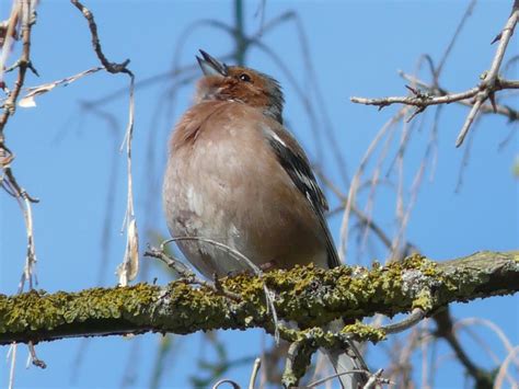  Fink: Ein Vogel mit farbenfrohem Gefieder und erstaunlichen Gesangstalenten!