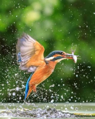  Kinguisher! Ein Vogel mit farbenprächtigem Gefieder und einem unübertroffenen Talent für den Fischfang