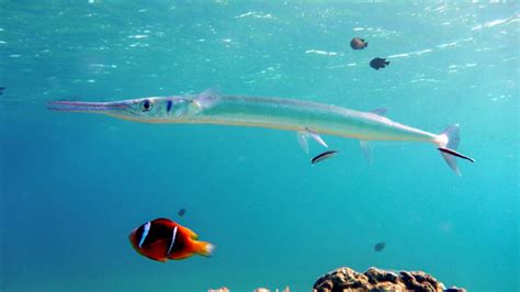  Needlefish! Ein silberner Blitz unter Wasser, der durch die Meere streicht wie ein lebendes Messer.