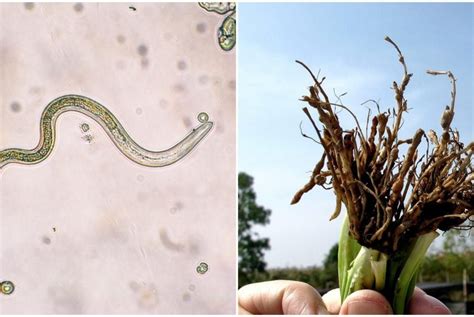  Northern Nematodes: Can These Tiny Wonders Show Us the Way Forward for Sustainable Living?