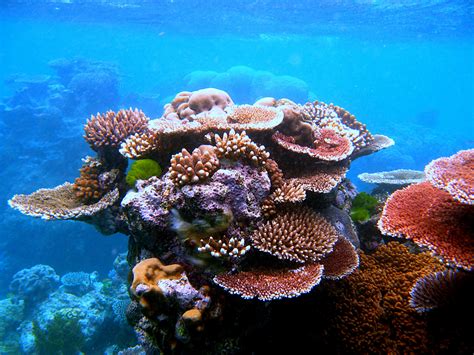 Orange-peel Corals - Can You Spot Their Vibrant Blooms Among The Coral Reefs?