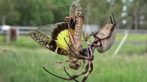  Orbweaver - Ein Meister der Weberei oder doch ein Künstler des Todes?