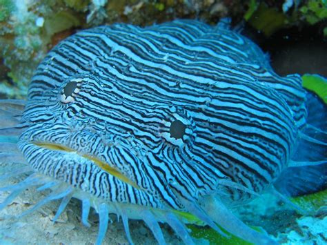  Tigriopus! Ein faszinierender Wassertreter mit bunten Punkten und einem Vorlieben für das Meer