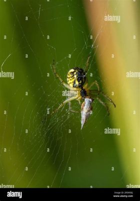  Yellow Garden Spider: A Master Weaver of Golden Silken Dreams and Deadly Nighttime Traps!